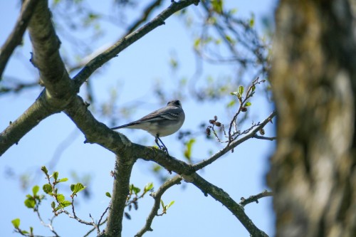 bird-36caf4.jpg