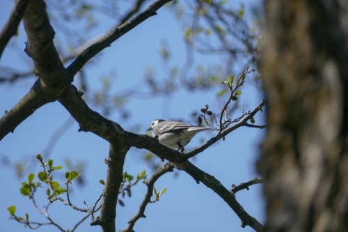 bird-4d6592.jpg