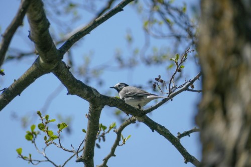 bird-58ad57.jpg