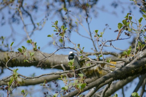 bird-61277a.jpg