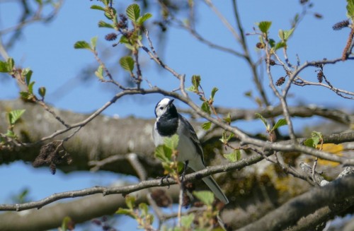 bird-7526ce.jpg