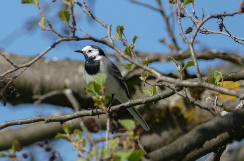bird-8dc3a7.jpg