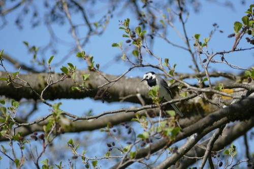 bird-9e246e.jpg