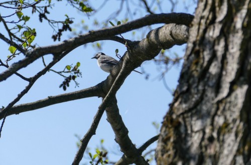 bird41cd3.jpg