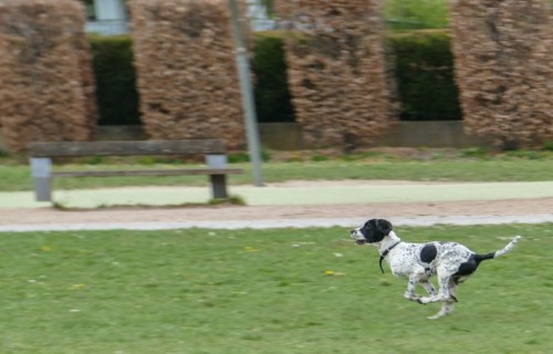 dogc68de.jpg