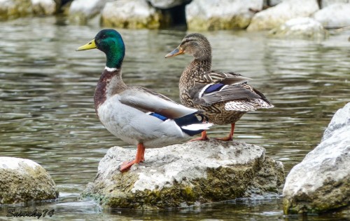 P18106829bcc3.jpg