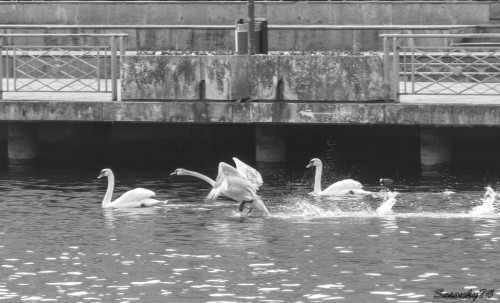 P1810540-231365.jpg