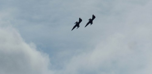 Flight-25f0c93.jpg