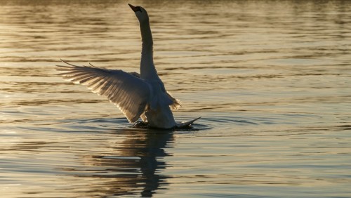 cygne-14ffcda.jpg