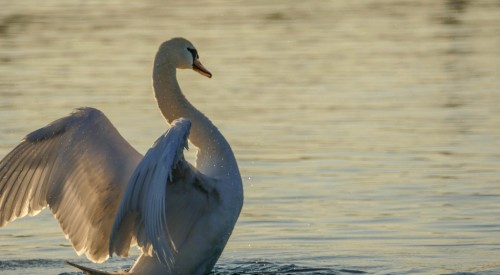 cygne-25feab8.jpg