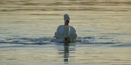 cygne-277a2c4.jpg