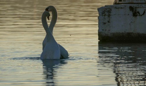 cygne-284c487.jpg