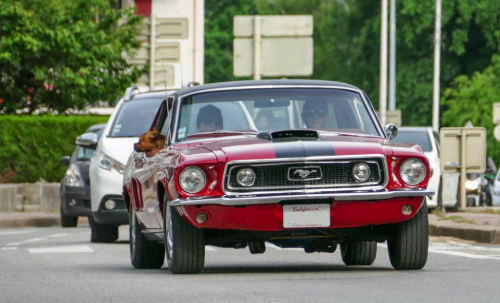 stang836a8.png